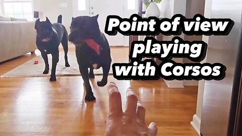 My POV Playing with Cane Corsos #shorts #dog