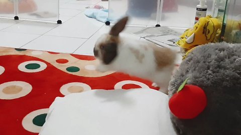 Playful bunny rabbit can't stop doing binkies