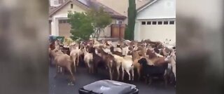 Herd of goats invades California neighborhood