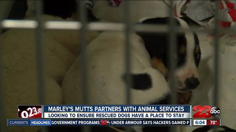 Marley's Mutts creates space for hoarded dogs