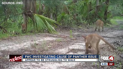 FWC investigating cause of panther issue