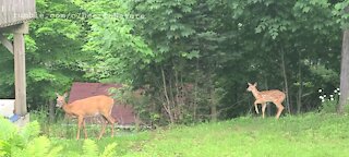 Mother and fawn at the neighbors