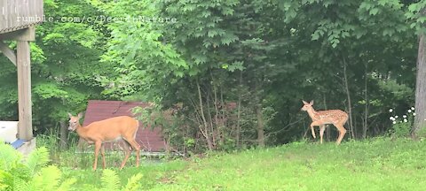 Mother and fawn at the neighbors