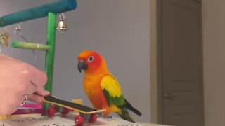 Parrot wants to become a professional skateboarder