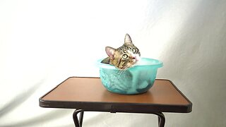 Cat Climbs into a Basin