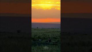 Sunset With Hyenas #shorts | #ShortsAfrica | #Augdailyshorts