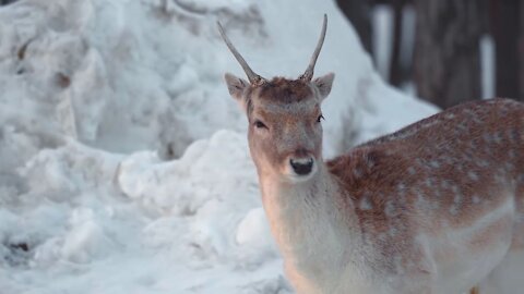 Beautiful nature covered with snow and tranquility of animals HD 2