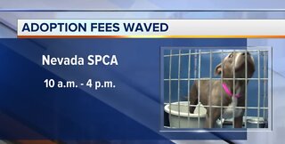 Adoption fees waived today