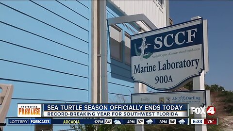 Scientists studying red tide impacts on sea turtles in Southwest Florida