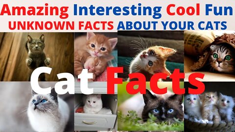 amazing facts about cats you didn't know - interesting facts about cats you need to know