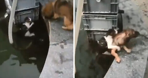 Brave dog saves cat from water