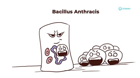 Bacillus Anthracis | Properties, Pathology, Disease, Management Approach