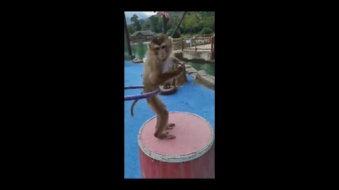 So cute dance monkey very ## funny # video