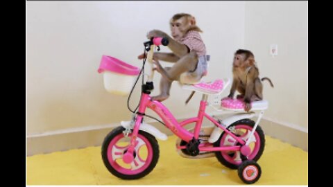 The monkey is cycling