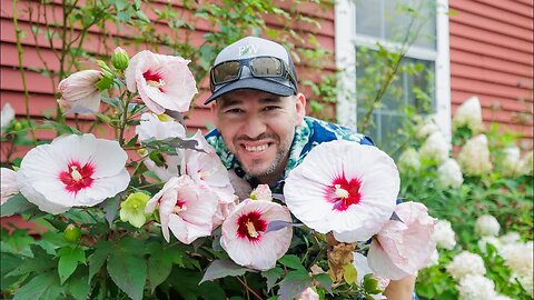 Are you ready for Summerific Week | Perfect Storm Rose Mallow | Garden Obsessions