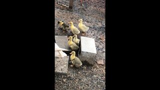 Cutest baby goslings