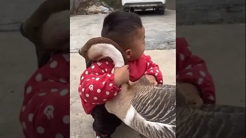 Goose & Cow friendship with kid