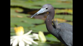 Beautiful Little Blue Heron * Florida Life * #NatureInYourFace