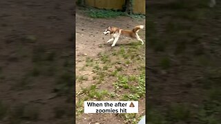 Husky Zoomies 💨