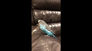 Beatboxing budgie gets tickled by his own feather