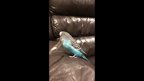Beatboxing budgie gets tickled by his own feather