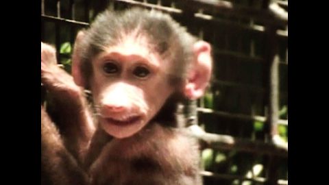 Baby Baboon and Tapir