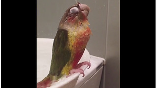 Parrot Goes Into Deep Slumber During Relaxing Shower