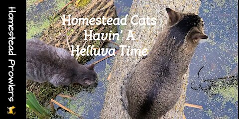 Homestead Cats Enjoying a "Helluva Time"