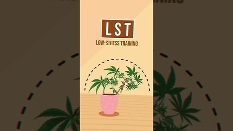 Cannabis Training Techniques!