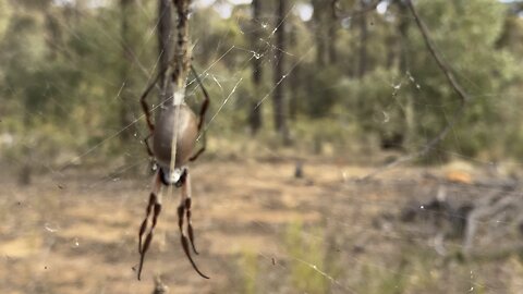 The Golden Orb Spider On The Goldfields