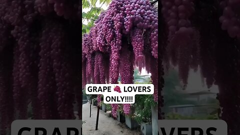 GRAPE 🍇 LOVERS ONLY!!!!