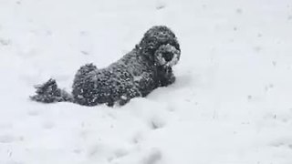 Dog Enjoys Being Completely Covered In Snow