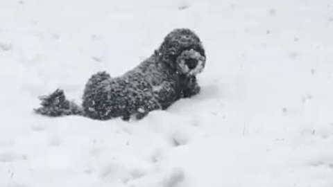 Dog Enjoys Being Completely Covered In Snow