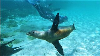 Playful sea lions in Galapagos Islands delight swimmers at the beach