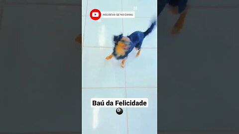 Baú da Felicidade 🎱 #comedy #dog #shorts #subscribe