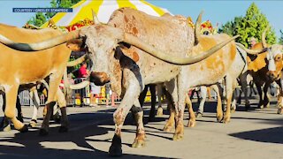 Greeley Stampede hosts daily longhorn parade