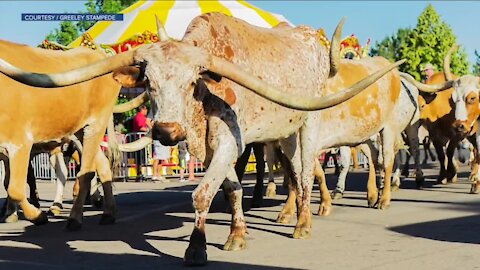 Greeley Stampede hosts daily longhorn parade