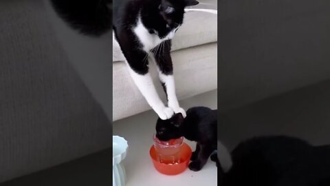 Strick Mother😎 #ytshorts #shorts #PetpupFun #Fun #Dogs #Cats #Entertaiment #trending #viral