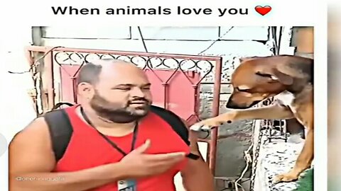Whezn animals love you/animal love funny video cute dog