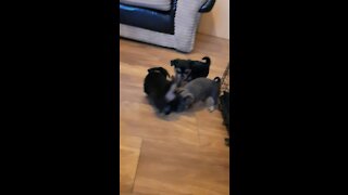 Cute Pups Playing Together.
