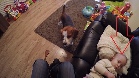 Helpful dog assists owner with diaper changing