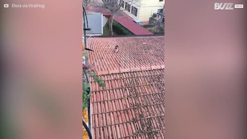 Gato usa elevador improvisado para regressar a casa