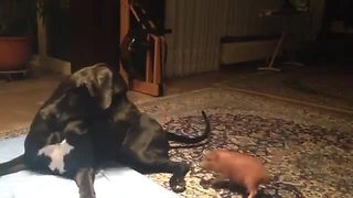 Tiny mini pig plays with massive Great Dane