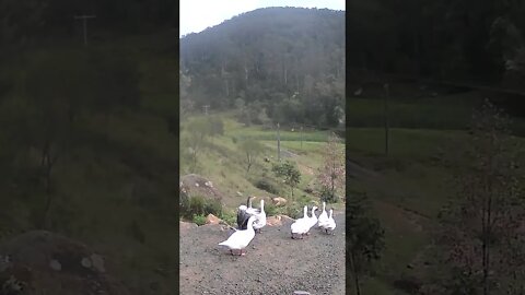 Geese toddle off for lunchtime swim