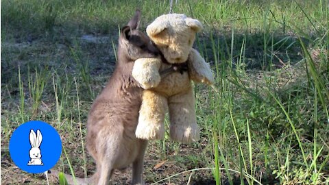 Adorably Cute Baby Kangaroos & Joeys.