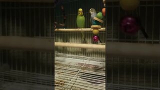 Budgie Parrots Shout 😂 #budgie #shorts #parakeets #birds #youtubeshorts