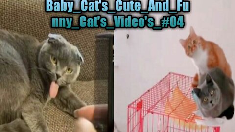 Baby_Cat's_Cute_And_Funny_Cat's_Video's_#04