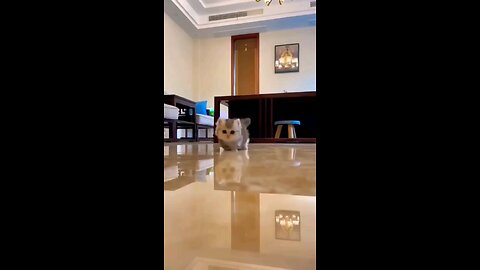 cute_baby_cat_moving_🐹😻😻