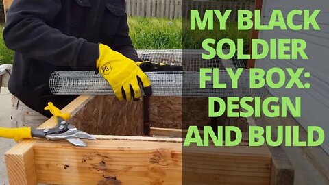 FREE CHICKEN FOOD - My Black Soldier Fly Larvae Box