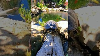 Yellow bellied turtle relaxing #shorts